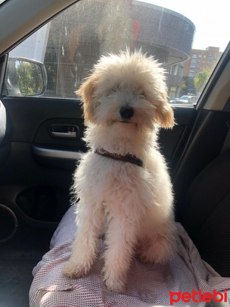 Poodle(Standart Kaniş), Köpek  T-bone fotoğrafı