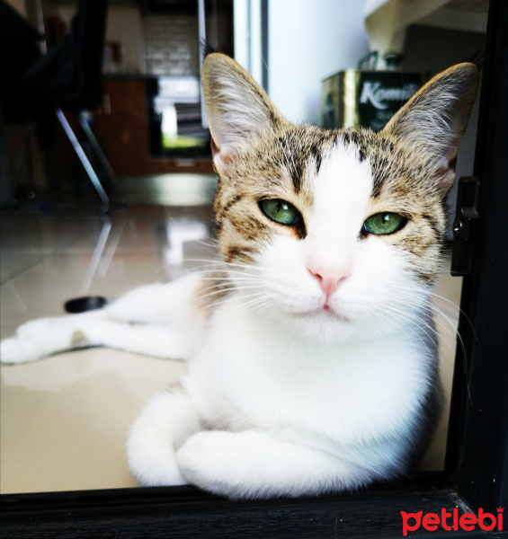 Tekir Kedi, Kedi  Kuki fotoğrafı