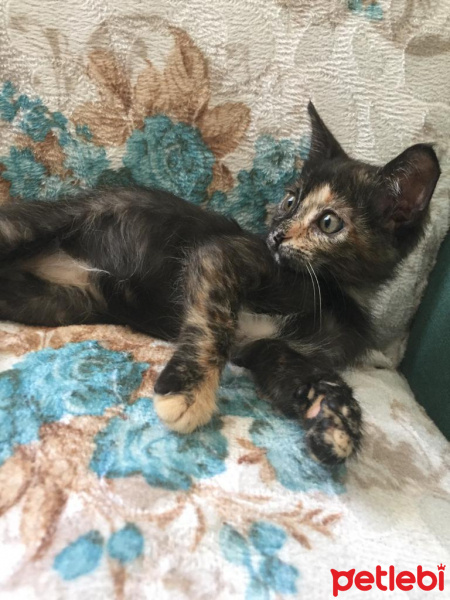 Tekir Kedi, Kedi  Azat ve Reyyan  fotoğrafı
