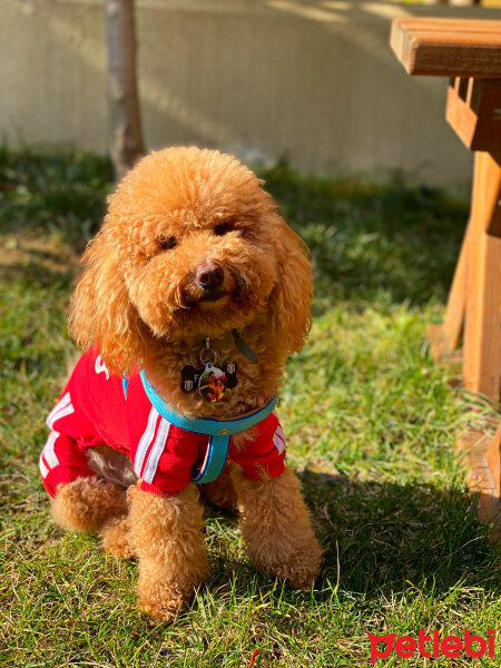 Poodle (Minyatür Kaniş), Köpek  Fındık fotoğrafı