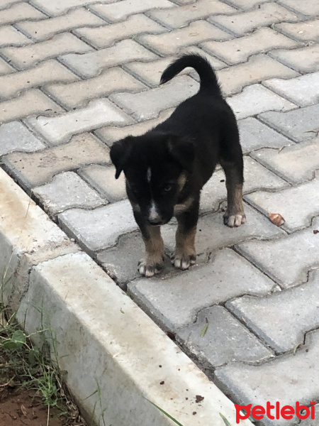 Sibirya Kurdu (Husky), Köpek  Muro fotoğrafı