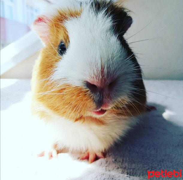 Guinea Pig, Kemirgen  Cappy fotoğrafı