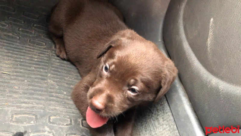 Labrador Retriever, Köpek  Brus fotoğrafı