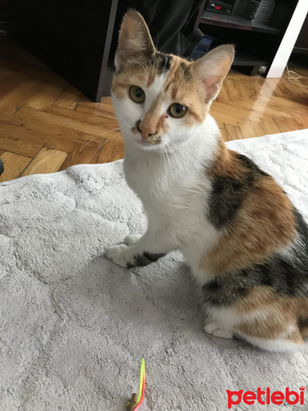 Tekir Kedi, Kedi  Sütlaç fotoğrafı