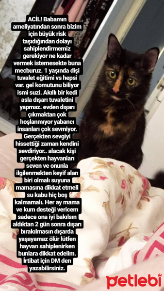 Tekir Kedi, Kedi  Suzi fotoğrafı