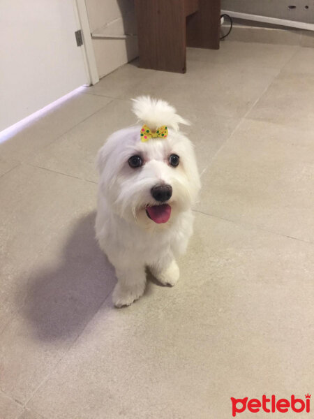 Maltese, Köpek  Çilek fotoğrafı