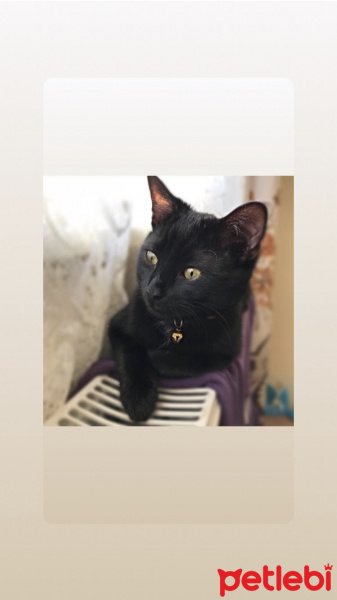Tekir Kedi, Kedi  Gece fotoğrafı