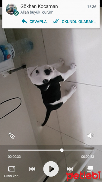 Amerikan Staffordshire Terrier, Köpek  Çiko fotoğrafı
