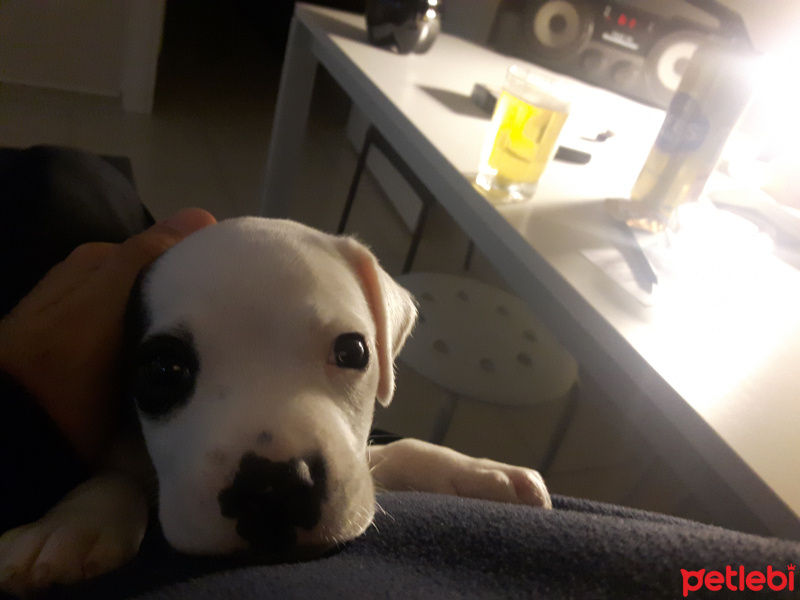 Amerikan Staffordshire Terrier, Köpek  Çiko fotoğrafı