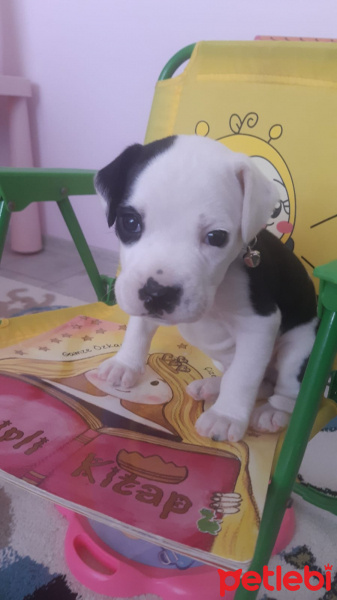 Amerikan Staffordshire Terrier, Köpek  Çiko fotoğrafı