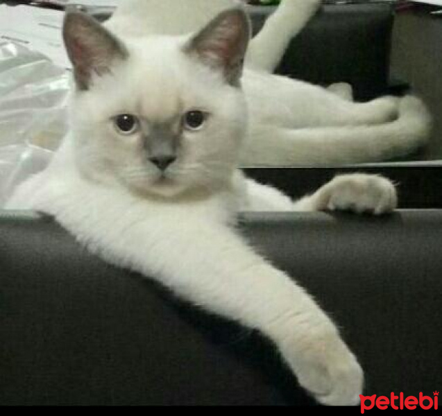 British Shorthair, Kedi  Paşa fotoğrafı