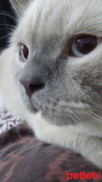 British Shorthair, Kedi  Paşa fotoğrafı