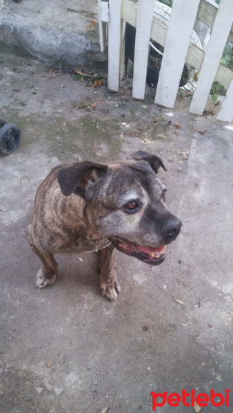 Presa Canario, Köpek  Torro fotoğrafı