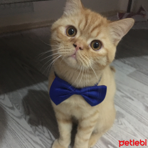 Exotic Shorthair, Kedi  shakespeare fotoğrafı