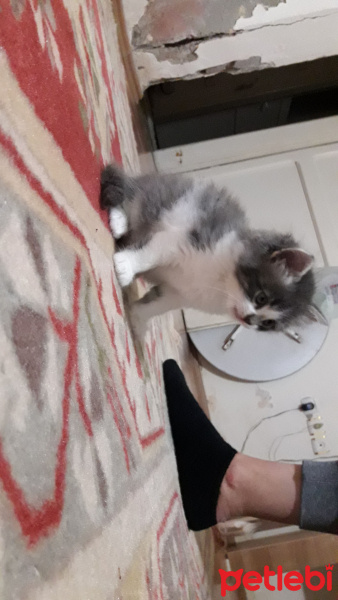 Tiffanie, Kedi  Pamuk fotoğrafı