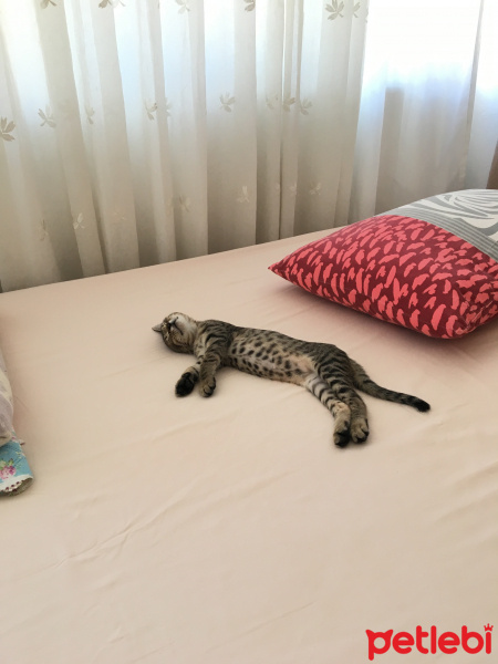 Tekir Kedi, Kedi  Leon fotoğrafı