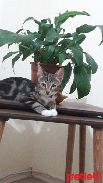 Tekir Kedi, Kedi  Paşa fotoğrafı