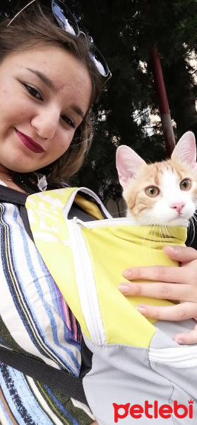 Sarman, Kedi  Tarçın fotoğrafı