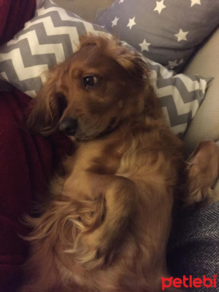 Amerikan Cocker Spaniel, Köpek  Volga fotoğrafı