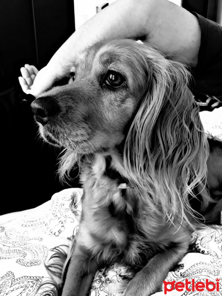 Amerikan Cocker Spaniel, Köpek  Volga fotoğrafı