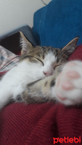 Tekir Kedi, Kedi  Rio fotoğrafı