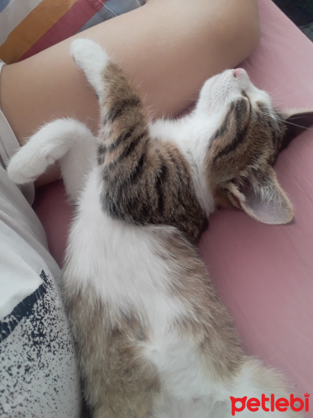 Tekir Kedi, Kedi  Rio fotoğrafı