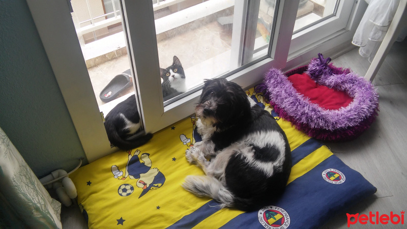 Sokö (Sokak Köpeği), Köpek  Alex fotoğrafı