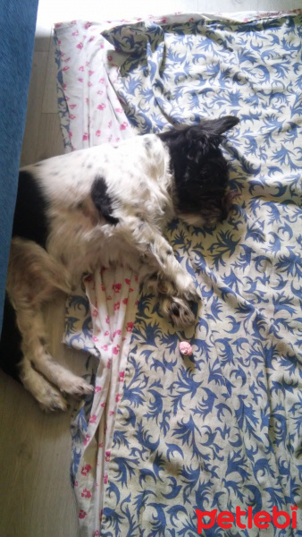 Sokö (Sokak Köpeği), Köpek  Alex fotoğrafı