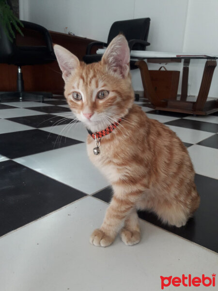 Ankara Kedisi, Kedi  Simba fotoğrafı