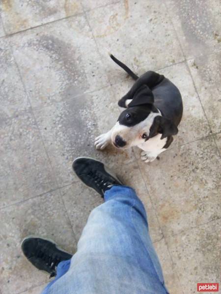 Amerikan Pitbull Terrier, Köpek  RoSe fotoğrafı