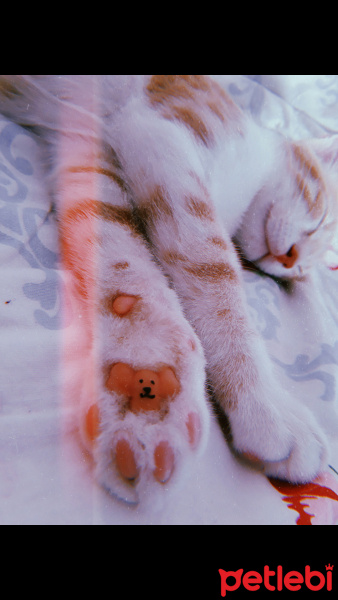 Tekir Kedi, Kedi  Balım fotoğrafı