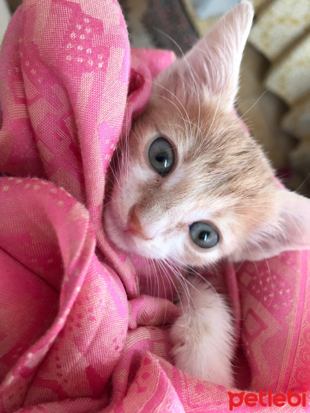 Tekir Kedi, Kedi  Balım fotoğrafı