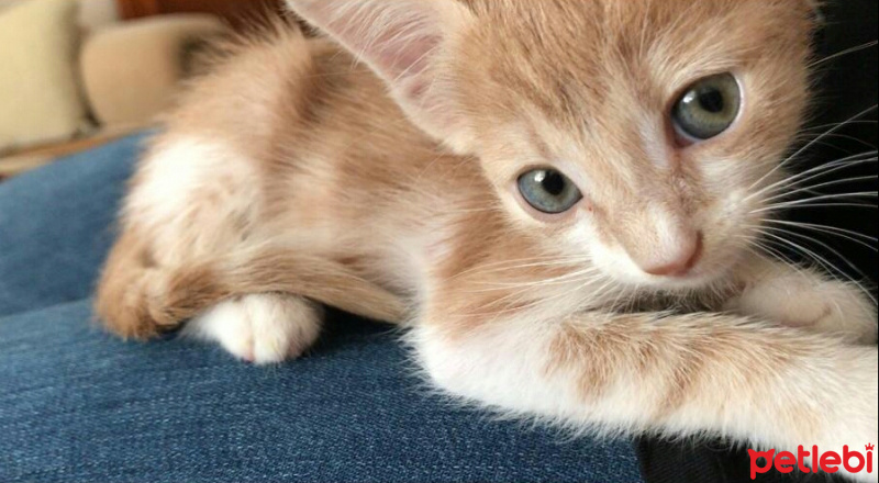 Tekir Kedi, Kedi  Balım fotoğrafı