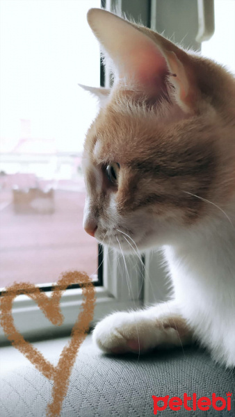 Tekir Kedi, Kedi  Balım fotoğrafı