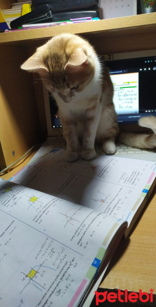 Tekir Kedi, Kedi  Balım fotoğrafı
