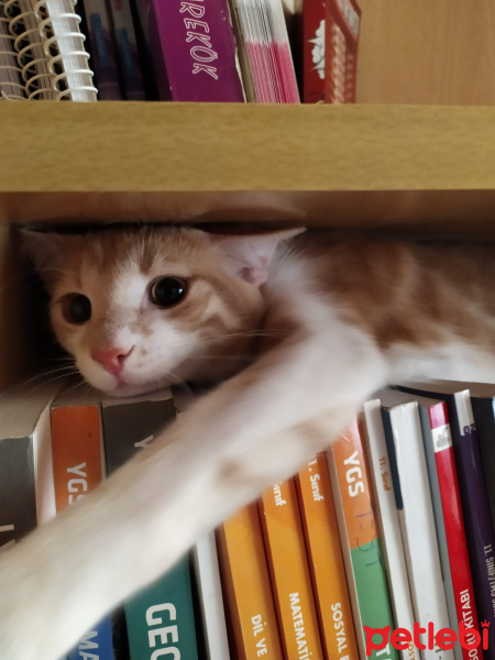 Tekir Kedi, Kedi  Balım fotoğrafı