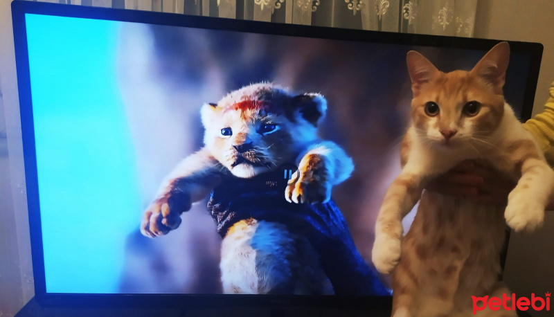 Tekir Kedi, Kedi  Balım fotoğrafı