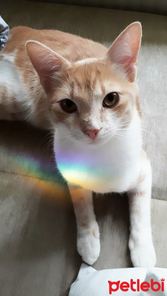 Tekir Kedi, Kedi  Balım fotoğrafı