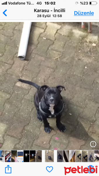 Amerikan Pitbull Terrier, Köpek  Leydi fotoğrafı