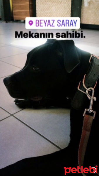 Amerikan Pitbull Terrier, Köpek  Leydi fotoğrafı