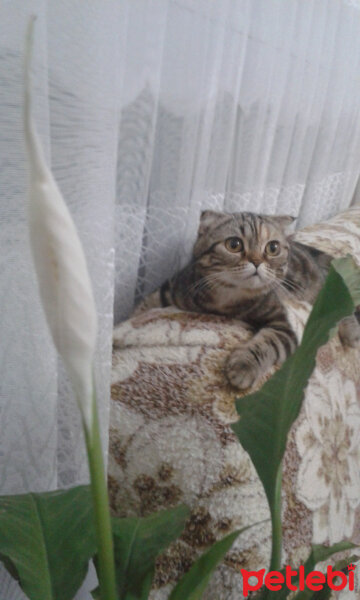 Scottish Fold, Kedi  mia fotoğrafı