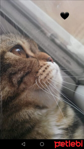 Scottish Fold, Kedi  mia fotoğrafı