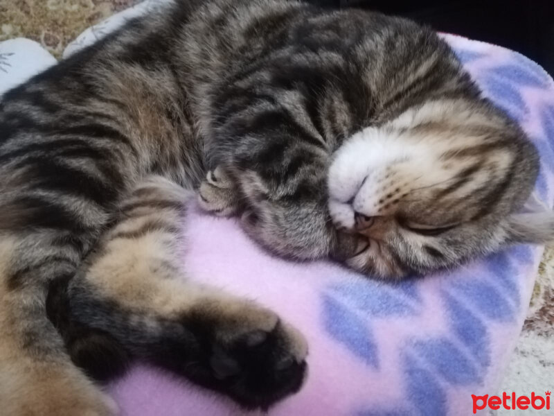 Scottish Fold, Kedi  mia fotoğrafı