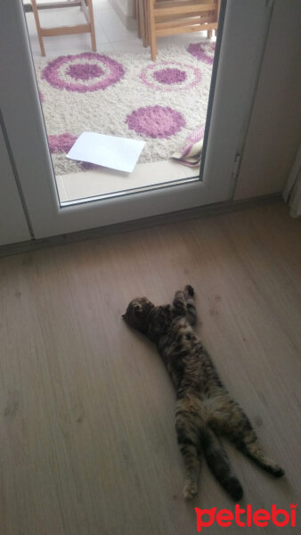 Scottish Fold, Kedi  mia fotoğrafı