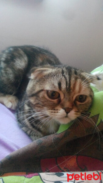 Scottish Fold, Kedi  mia fotoğrafı