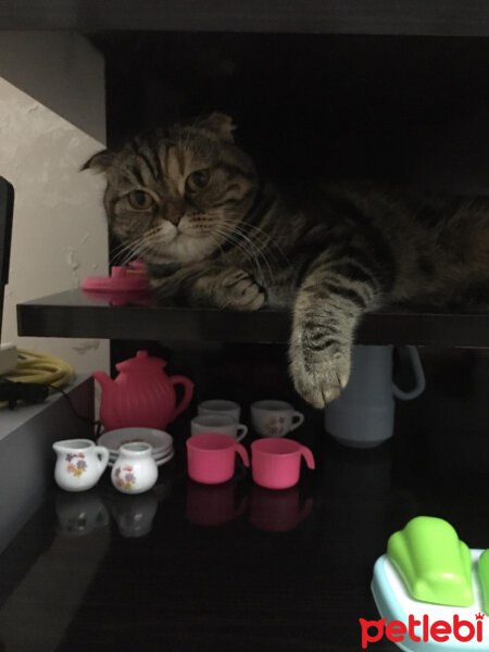 Scottish Fold, Kedi  mia fotoğrafı