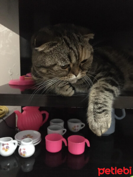 Scottish Fold, Kedi  mia fotoğrafı