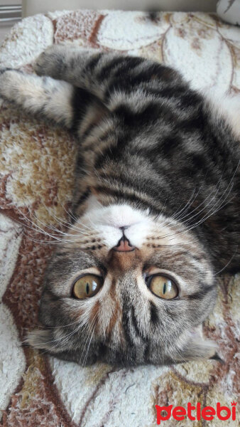 Scottish Fold, Kedi  mia fotoğrafı