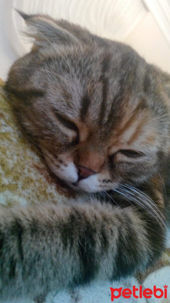 Scottish Fold, Kedi  mia fotoğrafı