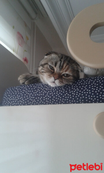 Scottish Fold, Kedi  mia fotoğrafı